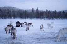 A Day with Reindeer Herders