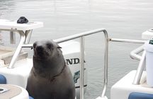 Dolphin Catamaran Cruise