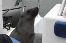 Dolphin Catamaran Cruise