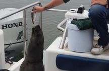 Dolphin Catamaran Cruise