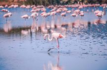 Camargue Day Trip Flamingos Wine and Dead Aquarius