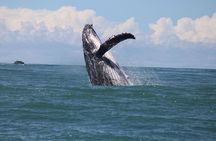 Marino Ballena Combination Tour with Whale and Dolphin Watching