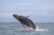 Marino Ballena Combination Tour with Whale and Dolphin Watching