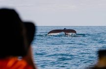 Marino Ballena Combination Tour with Whale and Dolphin Watching