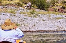 Single Kayak Morning Tour