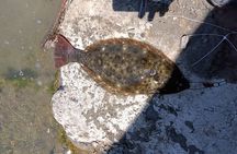 Learn to Pier Fish:: Halibut Hunt (No license Required)