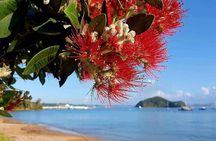Private Tours in Bay of Islands