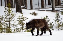 Full Day Guided Photo Tour in Yellowstone