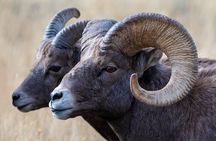 Full Day Guided Photo Tour in Yellowstone