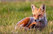 Full Day Guided Photo Tour in Yellowstone