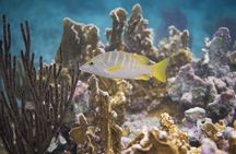 Private Customizable Shore Snorkel and Beach Lunch in Cozumel