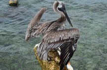 Private Customizable Shore Snorkel and Beach Lunch in Cozumel