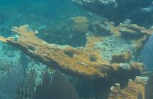 Private Customizable Shore Snorkel and Beach Lunch in Cozumel