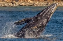Los Angeles Whale Watching Cruise and USS Iowa Battleship Tour