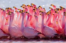 Lake Nakuru National park & Lake Naivasha Day tour from Nairobi
