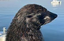 Dolphin Catamaran Cruise and Sandwich Harbour Tour