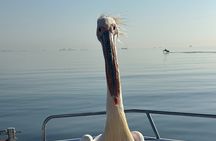 Dolphin Catamaran Cruise and Sandwich Harbour Tour