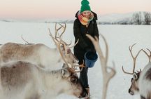 Reindeer Feeding and Sami Culture Including Lunch from Tromso