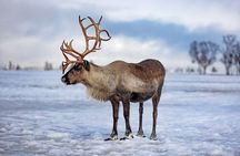 Reindeer Feeding and Sami Culture Including Lunch from Tromso