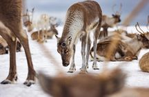 Reindeer Feeding and Sami Culture Including Lunch from Tromso
