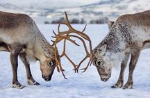 Reindeer Feeding and Sami Culture Including Lunch from Tromso