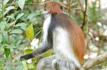 Zanzibar Jozani Forest and Spice Farm Tour with Swahili Lunch
