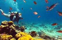 Private Diving Experience – 1 Dive
