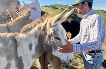 Farm to Picnic: Animals, Seasonal Upick Fruit & Countryside Lunch