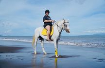 Bali Sunrise Horse Riding Experience Include Transfer