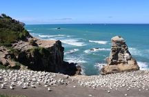 Black Sand Beaches & Birds Auckland Sightseeing Tour