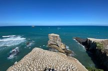 Black Sand Beaches & Birds Auckland Sightseeing Tour