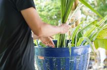 Phuket Ethical Elephant Sanctuary and Tree Planting Experience