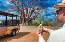 Baobab-Sunrise-Sunset-Vulture-Moonlight Safaris, 4 Options