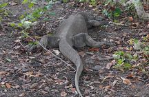 Labuan Bajo 3 Days 2 Nights Sailing Trip in Deluxe Pinisi Boat