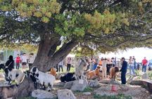Guided Jeep Safari With Swimming And Snacks