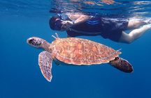 Half-Day Ishigaki Blue Cave Snorkel:Small Group&Beginner Friendly