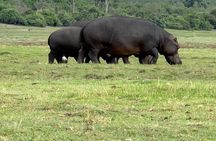 Chobe Morning Game Drive (Half-Day Safari)