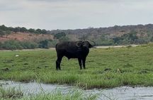 Chobe Morning Game Drive (Half-Day Safari)