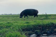 Chobe Morning Game Drive (Half-Day Safari)