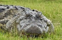 Chobe Morning Game Drive (Half-Day Safari)