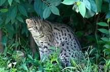 Night walk tour to see the Slender Loris and other night animals