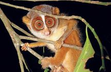Night walk tour to see the Slender Loris and other night animals