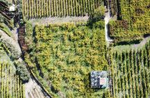 Wine Tasting&TOURS