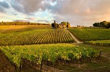 Organic Wine Tour&Tasting overlooking Chianti Classico Vineyards