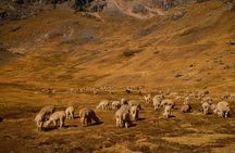 Horseback Riding In Ausangate 7 Lakes Full-Day In Group