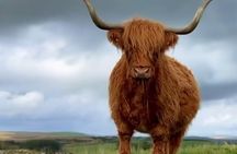 Cows, Rosslyn Chapel, Tantallon Castle, Dunbar from Edinburgh