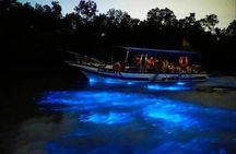 Mystical Nights Fireflies and Blue Tears Adventure Join in Tour