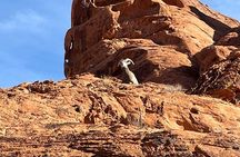 Valley of Fire Half Day Tour