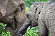 Taj Mahal tour with SOS Elephant Conservation & Care Center