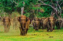 All Inclusive Udawalawe & Elephant Transit Home Private Safari